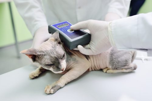 Microchiping sphinx cat in vet clinic by veterinarians
