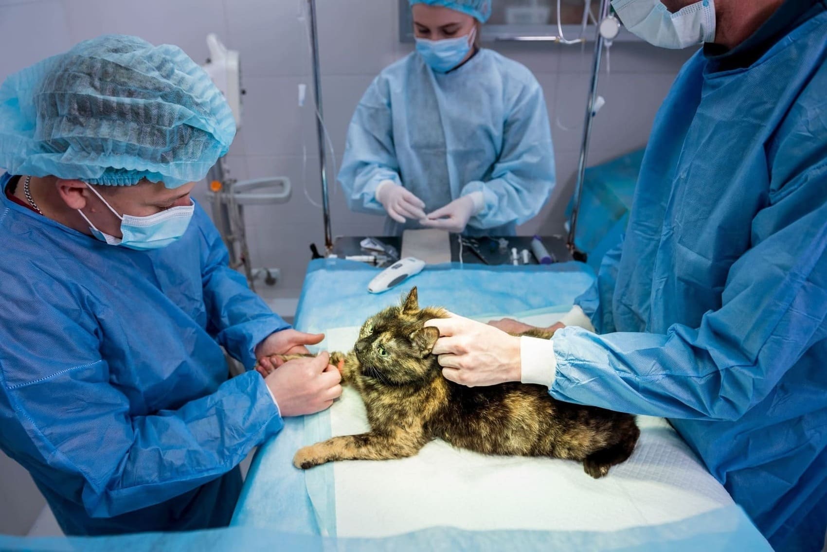 Pet Surgery